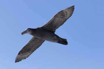 Obraz premium Northern Giant Petrel in Australasia