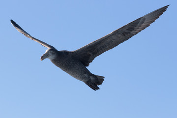 Northern Giant Petrel in Australasia