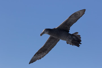 Northern Giant Petrel in Australasia