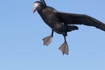 Northern Giant Petrel in Australasia