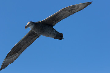 Northern Giant Petrel in Australasia