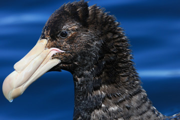 Northern Giant Petrel in Australasia