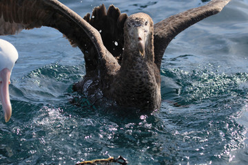 Northern Giant Petrel in Australasia