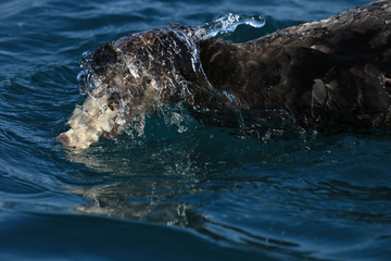 Obraz premium Northern Giant Petrel in Australasia
