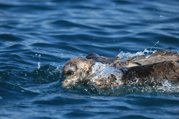 Fototapeta premium Northern Giant Petrel in Australasia