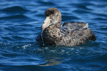 Northern Giant Petrel in Australasia