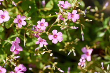 カタバミの花・アップ