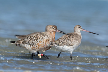 Bar-tailed Godwit in Australasia