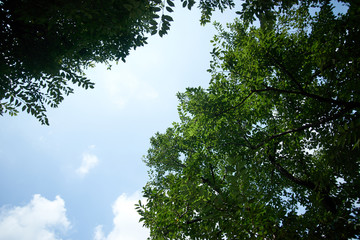 桜の木・夏・快晴