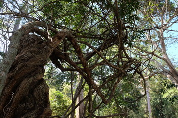 Fototapeta premium A tree with ugly, twisted branches. Creepy tropical plant with twisted branches. Liana.