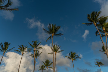 Obraz premium Hawaiin Palm Trees