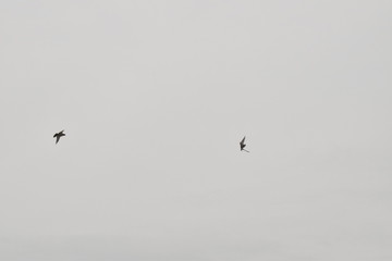 BEAUTIFUL PIGEONS ARE FLYING IN THE SKY