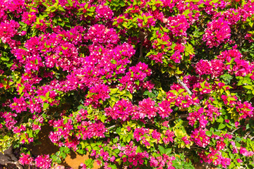 background of bright colorful flowers