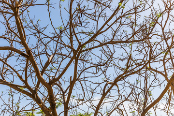 large tree branches in Jordan