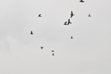 BEAUTIFUL PIGEONS ARE FLYING IN THE SKY