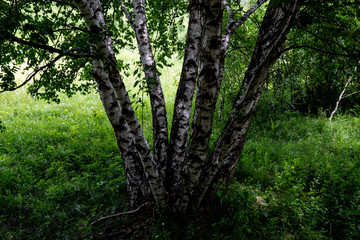 White birch