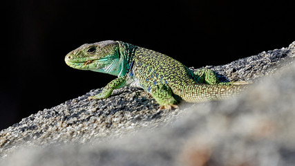 Ocellated lizard Timon lepidus