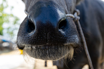 Buffalo mouth and nose eating grass on the farm meat