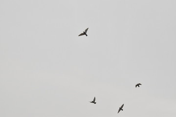 BEAUTIFUL PIGEONS ARE FLYING IN THE SKY