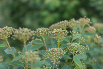 Fragrant chromium lat. Chromolaena odorata - perennial plant of the family Compositae, close-up.