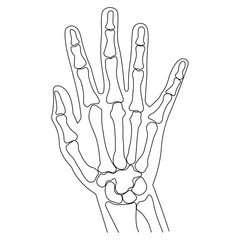 Line art of hand and wrist, right hand on white background