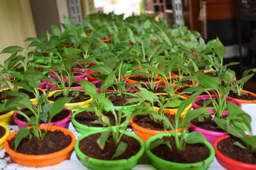 SMALL BEAUTIFUL PEACE LILY PLANTS IN A NURSERY