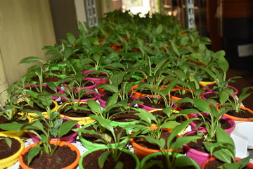 SMALL BEAUTIFUL PEACE LILY PLANTS IN A NURSERY
