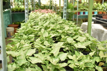 BEAUTIFUL GREEN PLANTS POTTED IN THE NURSERY