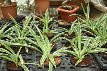 BEAUTIFUL SPIDER PLANTS POTTED IN THE NURSERY