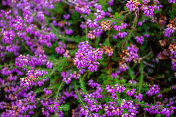 The Wonderful Purple Heather Flowers