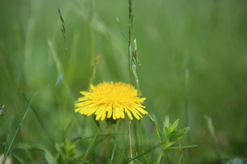dandelion in grass