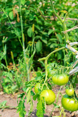 Tomato on the branch. Lots of unripe tomatoes on the plant. Close up of a young green tomato on a plantation