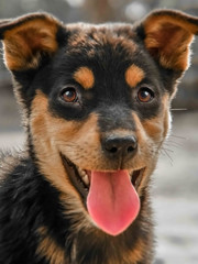 the black and red color baby dog 