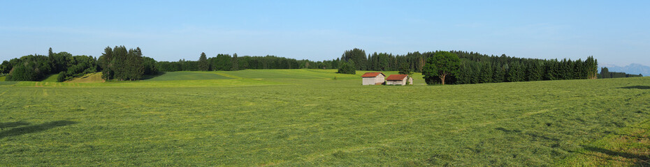 Obraz premium Green fields with grass and hay cut ready to be harvested. Hills in southern Germany not far from the Alps