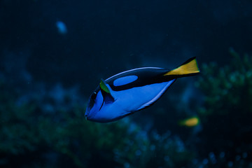 Fototapeta na wymiar blue fish in the ocean