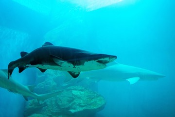 aquarium in thailand , sea creatures 