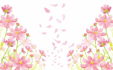 秋桜 の写真 ロイヤリティフリーの画像 グラフィック ベクターおよびビデオ Adobe Stock