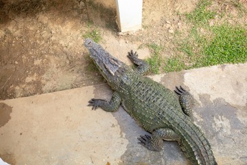 Crocodiles that live in fresh water in Thailand