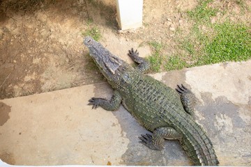 Crocodiles that live in fresh water in Thailand