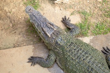 Crocodiles that live in fresh water in Thailand