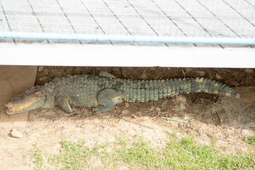 Crocodiles that live in fresh water in Thailand