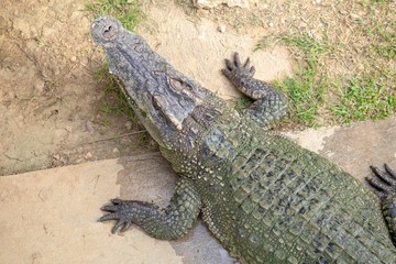 Crocodiles that live in fresh water in Thailand