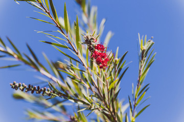Obraz premium callistemon plant also called bottle brush tree with red flowers shot at shallow depth of field