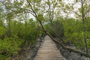 Fototapeta na wymiar Wood passage way into mangrove forest