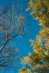 contrast between green lushy tree and bare branches on the tree next to it