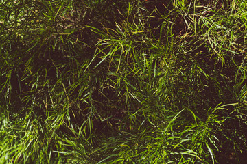 acacia limelight grass background or texture