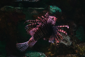 lion fish in the coral reef
