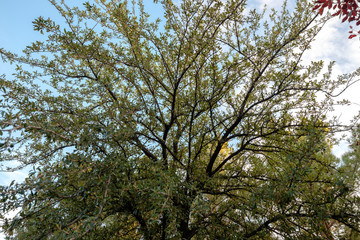sun glowing through cherry trees and flowers blooming