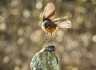 Fantail Bird landing on post