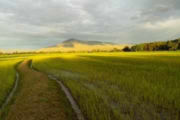 Agricultural landscape with green fields on hills and sun